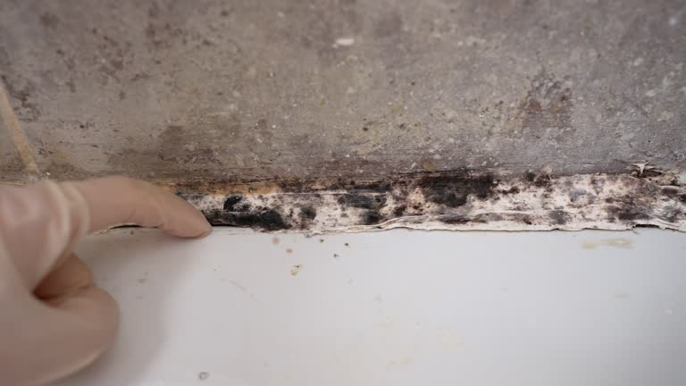 Best Asbestos and Lead Testing During Mold Inspection  in USA